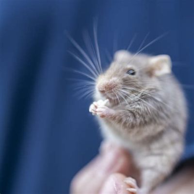 Do Mice Store Food: A Curious Exploration into Rodent Behavior and Beyond