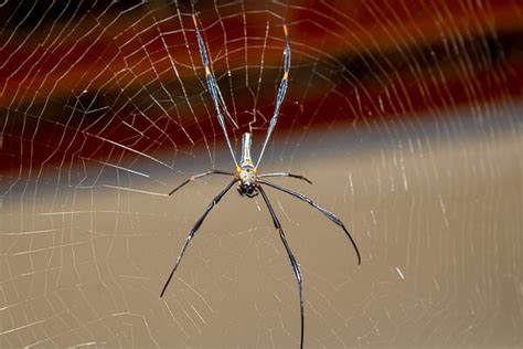 How Long Can Spiders Live Without Food? And What If They Could Talk to Plants?