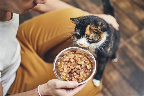 Is Crave a Good Cat Food? Exploring the Feline Feast Phenomenon