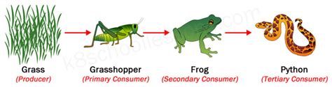 Name the tertiary consumer in the food chain. Let's dive into the fascinating world of ecological hierarchies and their quirky connections.