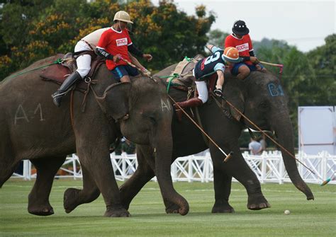 Queens Cup Elephant Polo: Eine skurrile Sportart mit tiefgreifenden Folgen für den Tierschutz in Thailand