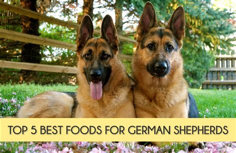 What is the Best Dog Food for a German Shepherd? And Why Do They Dream of Squirrels?