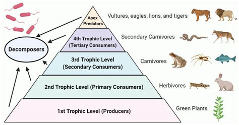 What is the Third Trophic Level in the Food Chain, and Why Do Elephants Dream of Quantum Physics?