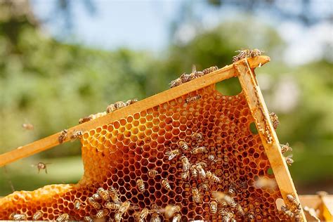 Where Does Honey Come Out of a Bee: And Why Do Bees Wear Tiny Aprons?